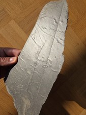 Spuren bundenbach würmer gebraucht kaufen  Mainz