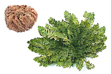 Live resurrection plant for sale  Canton