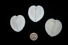 Large heart cockles for sale  HARLOW