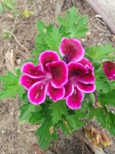 Rooted regal geranium for sale  Glendale