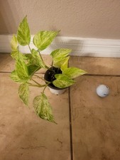 plant live plant pothos for sale plant live plant pothos for sale Chicago