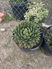 Agave victoria regina for sale  Oceanside