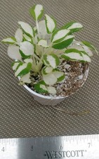 African violet plant for sale  Southmont
