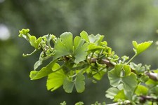 Ginkgo biloba troll gebraucht kaufen  Westerstede