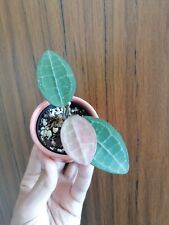 Hoya elliptica gebraucht kaufen  Mainz
