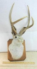 Vintage jackalope taxidermy for sale  Syracuse
