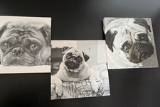 pug x puppies for sale pug x puppies for sale DURHAM
