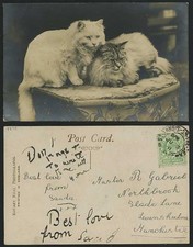 Lindo cartão postal foto real antigo de gatos persas 1911 comprar usado  Enviando para Brazil