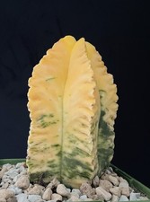 Grand cactus panaché d'occasion  Aire-sur-l'Adour