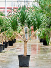 Dragon live plant for sale  Fort Pierce