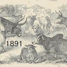 1891 cows steer for sale  Tonawanda