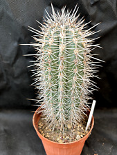 Pachycereus pringlei vivaio usato  Massafra