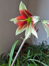 Hippeastrum mhn1. bukasovii usato  Bagnoregio