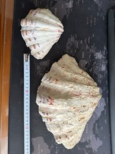 Conchiglia tridacna hippopus usato  Novara