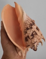 Curiosité taxidermie coquilla d'occasion  Montpellier-