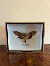 Boxed taxidermy specimen for sale  KIDLINGTON