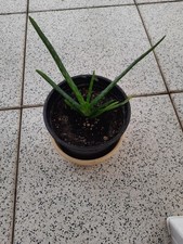 Aloe vera pflanze gebraucht kaufen  Göttingen