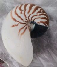 Chambered nautilus shell for sale  Mc Clure