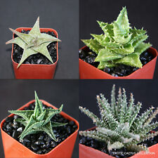 Aloe collection rare for sale  Miami