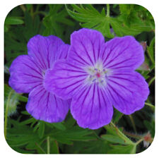Hardy geranium sanguineum for sale  LINCOLN