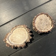 Elk antler burrs for sale  Coeur D Alene