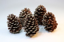 Set natural pine for sale  LEICESTER