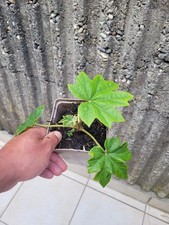 Rice paper tree for sale  Shipping to Ireland