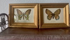 beautiful framed butterflies for sale beautiful framed butterflies for sale Eastland
