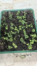 Curry plants four for sale  STANMORE