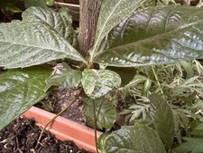 Loquat seedling trees for sale  Fremont