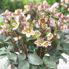 Helleborus angel glow for sale  UK