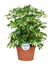 Strahlenaralie schefflera gerd gebraucht kaufen  Düsseldorf
