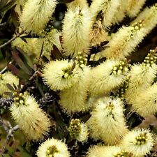 Callistemon lemon pallidus for sale  UCKFIELD