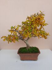Pre bonsai punica usato  Macerata Campania