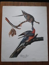 John james audubon for sale  YORK