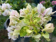 bougainvillea 6  Variegated / bugenwilla bugenvilla Sunstone White, używany na sprzedaż  PL