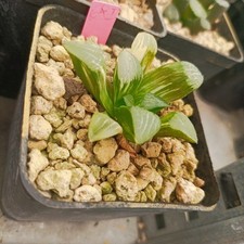 Haworthia correcta hibrid usato  Porto Cesareo