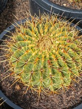 Ferocactus histrix barrel for sale  Las Vegas