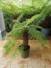 Baumfarn dicksonia antarctica gebraucht kaufen  Mittweida