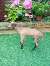 Taxidermy domestic goat for sale  BILLINGHAM