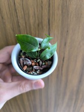 Hoya medusa gebraucht kaufen  Mainz
