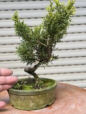 Ginepro kishu bonsai usato  Italia