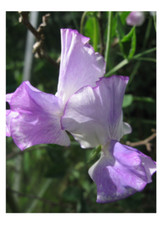 Sweet pea spencer for sale  SALISBURY