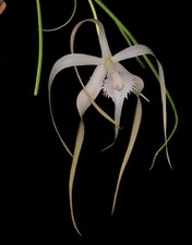 Cattleya brassavola cucullata. for sale  NOTTINGHAM