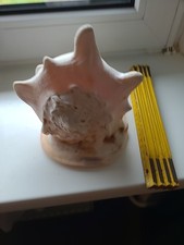 Large shell riesen gebraucht kaufen  Wolfsburg