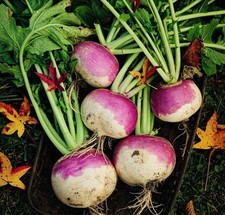 Turnip seeds purple for sale  Buffalo