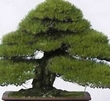 Bonsaisamen bonsai samen gebraucht kaufen  Duisburg