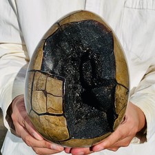 8.89lb natural turtle for sale  Burlington