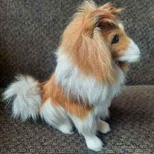 Long haired collie for sale  Cheney