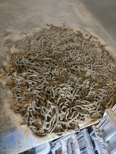 Frozen black lugworm for sale  FLEETWOOD